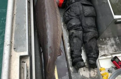 „Monstrul de pe râu”. Un sturion de peste 100 de ani a fost prins în SUA