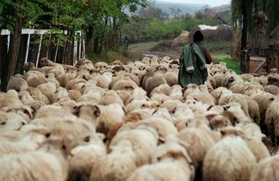 Suceava: Un urs a omorât două oi